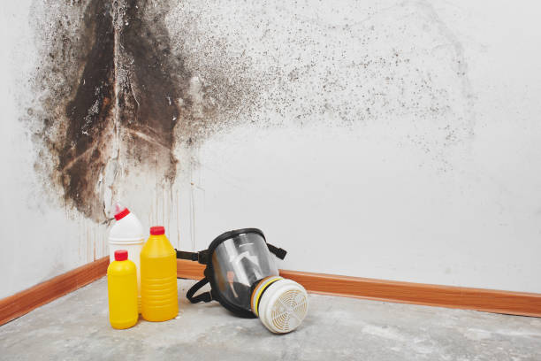Best Local Mold Removal Service  in Glenville, CT