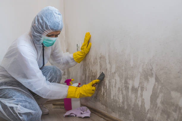 Best Mold Damage Repair  in Glenville, CT