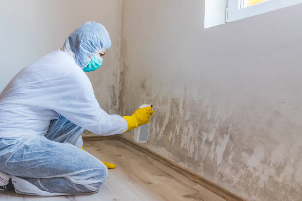 Best Certified Mold Removal  in Glenville, CT