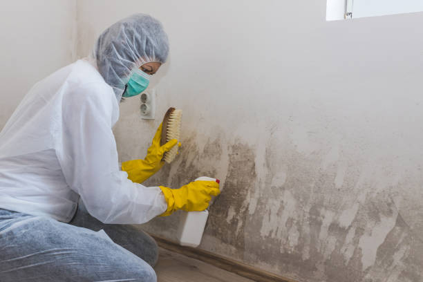 Best Fast Mold Removal  in Glenville, CT