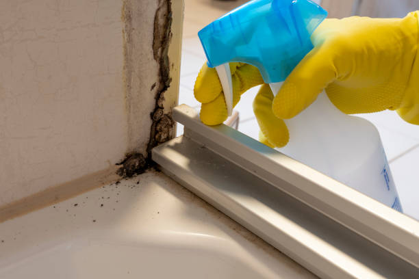 Best Certified Mold Removal  in Glenville, CT