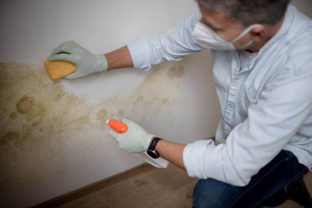 Best Affordable Mold Removal  in Glenville, CT