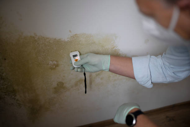Best Crawl Space Mold Removal  in Glenville, CT