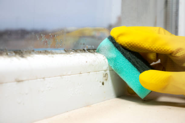 Best Professional Mold Removal  in Glenville, CT