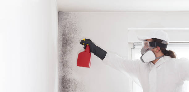 Best Emergency Mold Removal  in Glenville, CT