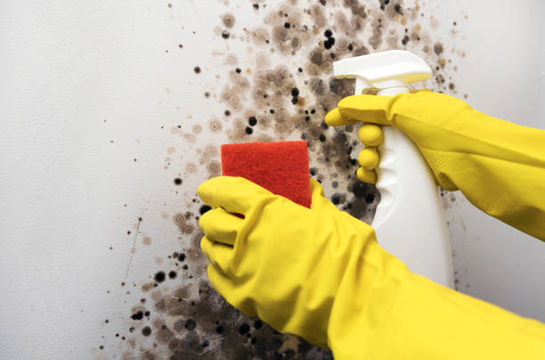 Best Best Mold Removal Companies  in Glenville, CT