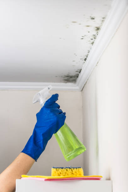 Best Mold Cleaning Services  in Glenville, CT