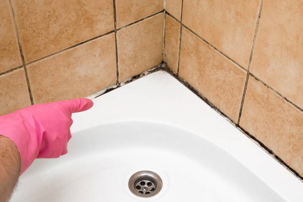 Best Commercial Mold Removal  in Glenville, CT